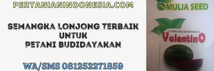 semangka,lonjong,terbaik,petani,budidaya